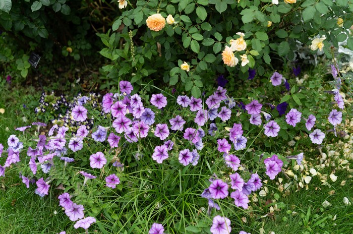 4K Petunias and Roses in a Garden