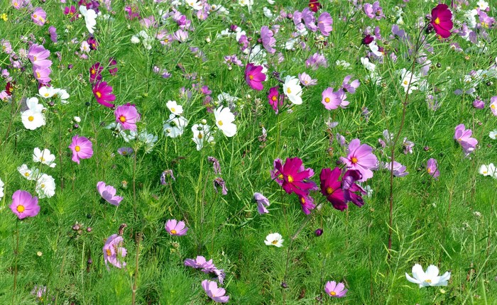 Field of colorful cosmos flowers and green grass