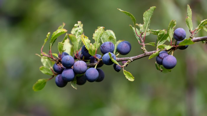 4K Prunus spinosa berries on branches