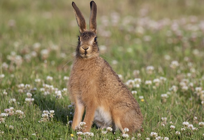 Hare sitting in a field of clover