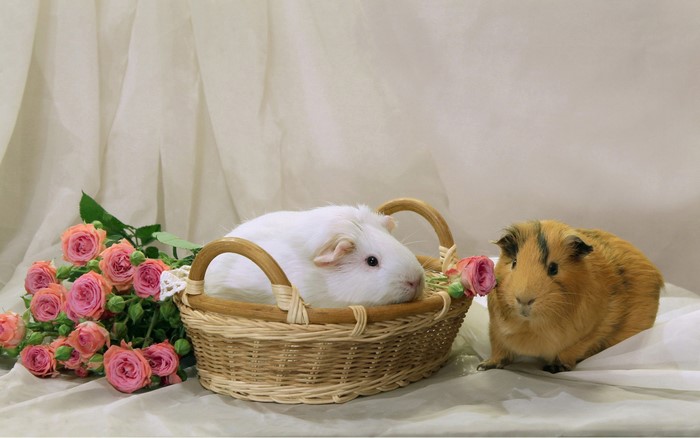 Two guinea pigs with roses and a basket
