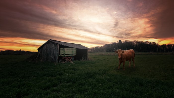 Cow near a barn at sunset