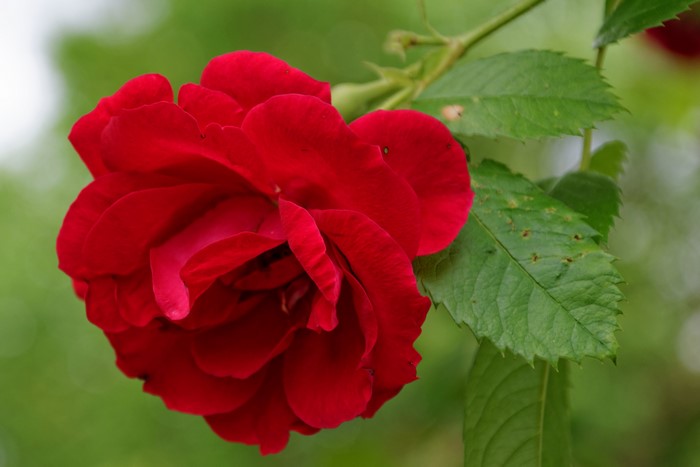 Red Rose in Bloom