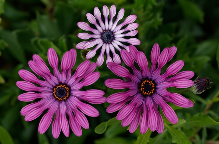 Three Osteospermum flowers