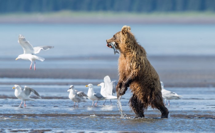 4K Brown Bear Catching Fish by Shore