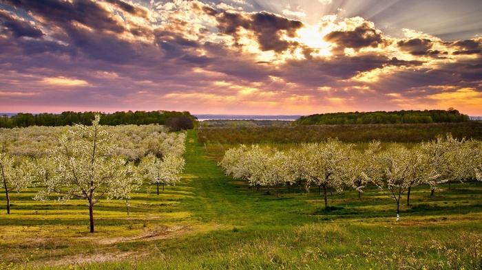 Orchard in bloom at sunset