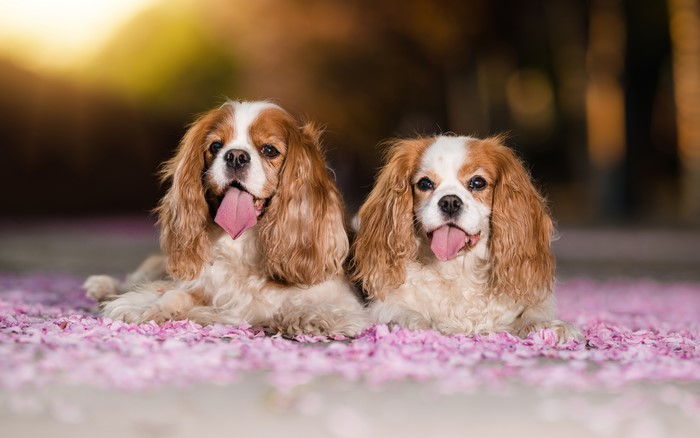 Two King Charles Spaniels with tongues out on pink petals