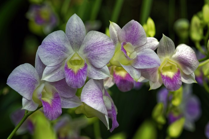4K Orchid Closeup