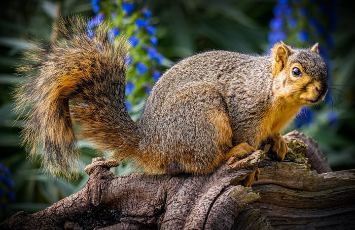 Squirrel sitting on a log with blue flowers