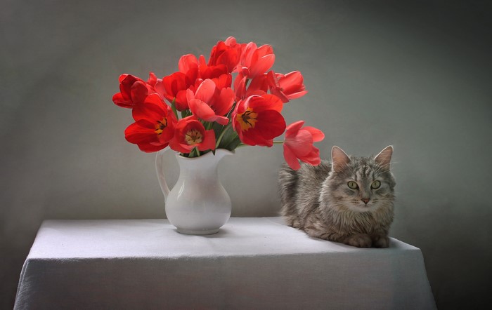 A vase of red tulips and a cat on a table