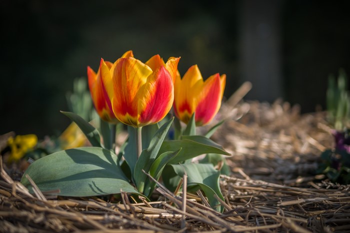 4K Tulips in Spring Closeup