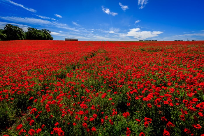 Field of Red Poppies Under a Blue Sky