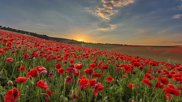 4K, Poppies, Sunrises and sunsets, Fields, HD Wallpaper | Rare Gallery