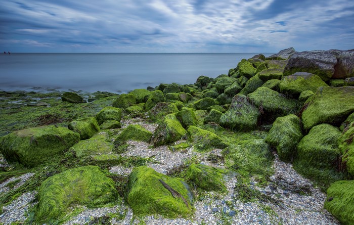 4K Coast with Seaweed Covered Stones