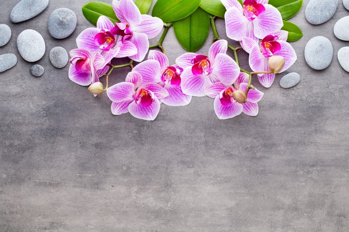 Pink orchids and gray stones on a gray background