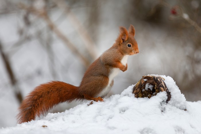 Red Squirrel in Snow