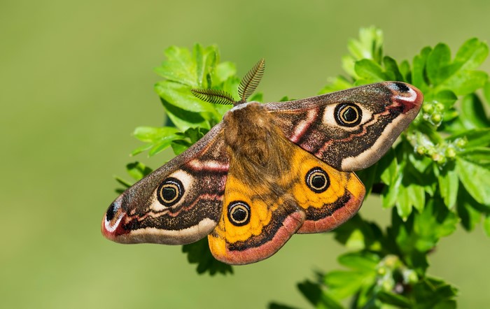 Small emperor moth on a green plant