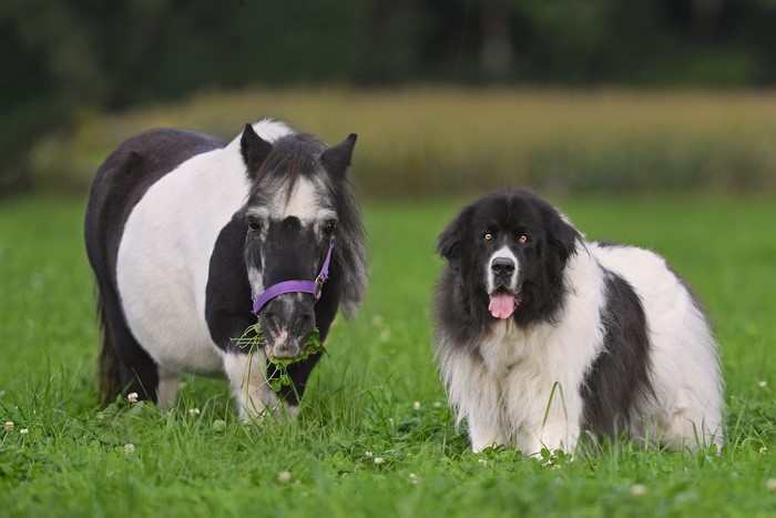 Pony and Landseer dog in a grassy field
