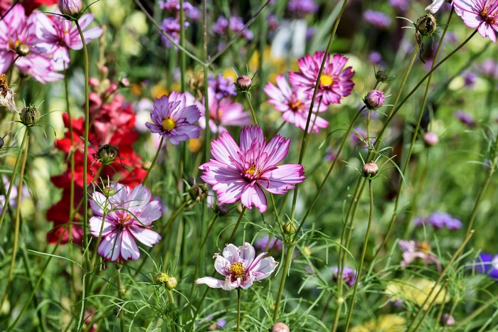 Cosmos flowers in a garden