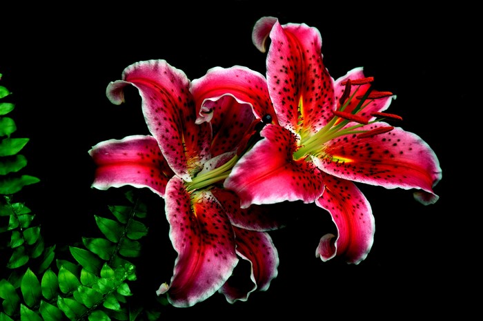 4K Red Lilies with Green Leaves on Black Background