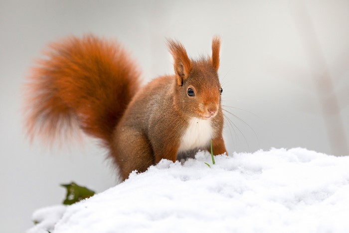 Red squirrel in the snow