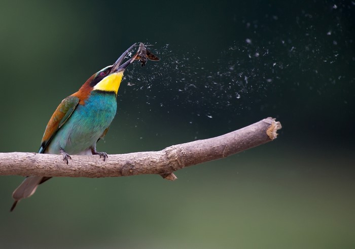 European Bee-eater bird eating a moth on a branch
