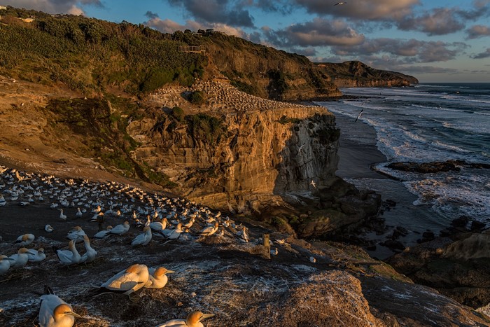 Cape Gannets Colony at Muriwai Beach, New Zealand