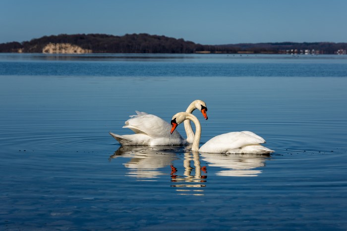 Two white swans on a lake