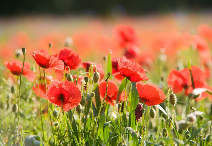Field of red poppies with bokeh background