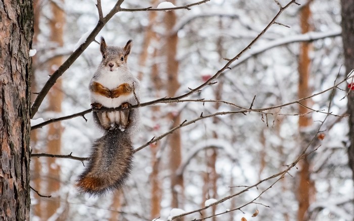 Squirrel sitting on a snowy tree branch in winter