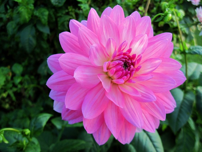 Pink Dahlia flower in bloom with green foliage