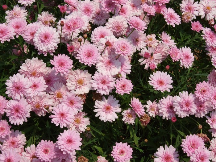 Many pink chrysanthemums in a garden