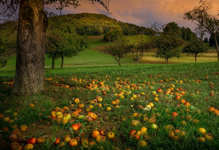 Fallen apples on a grassy hill with trees