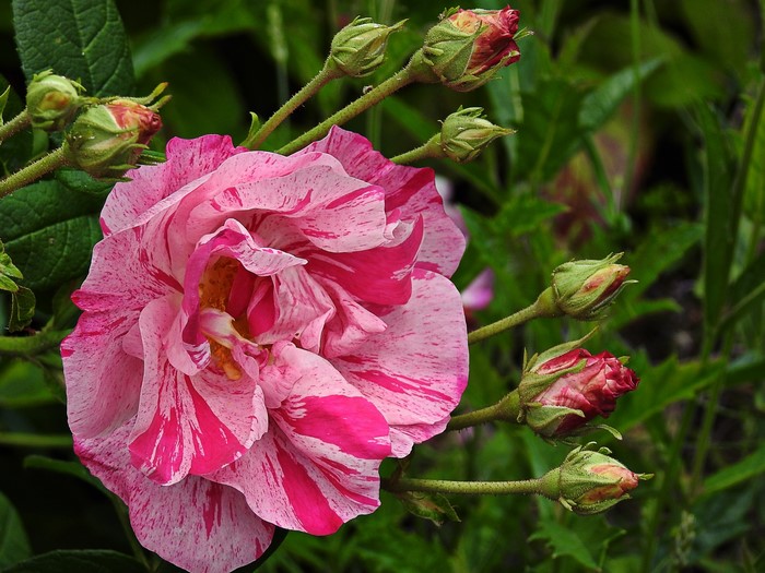 Pink and white striped rose with buds