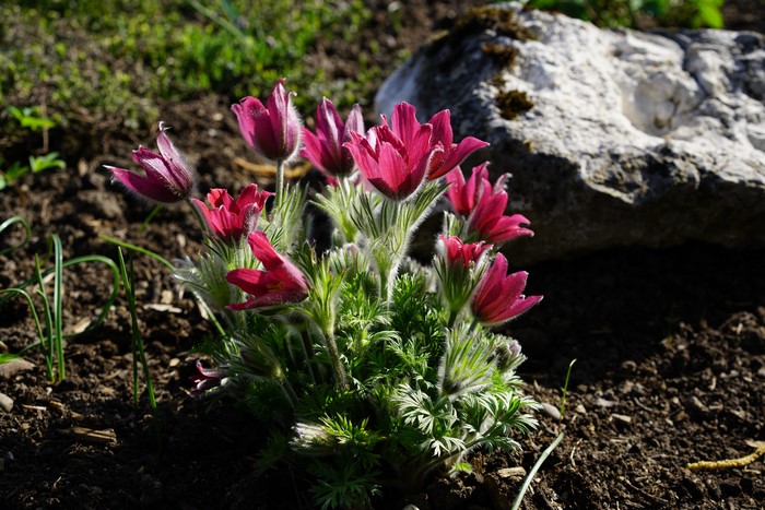 Red Pulsatilla flowers near a stone