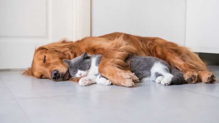 Golden Retriever and Cat Sleeping Together