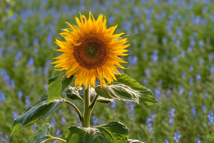 Sunflower in a field of blue flowers