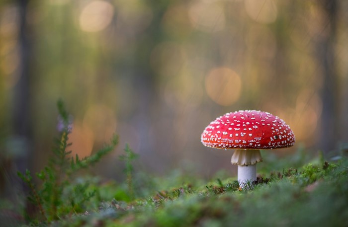 Amanita mushroom in a forest with bokeh
