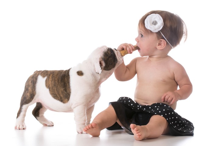 Bulldog puppy and baby girl sharing a treat