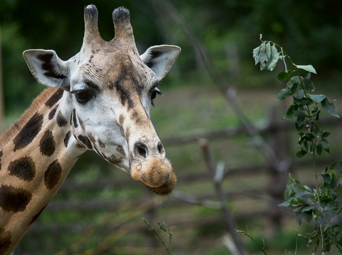 Giraffe head with bokeh background