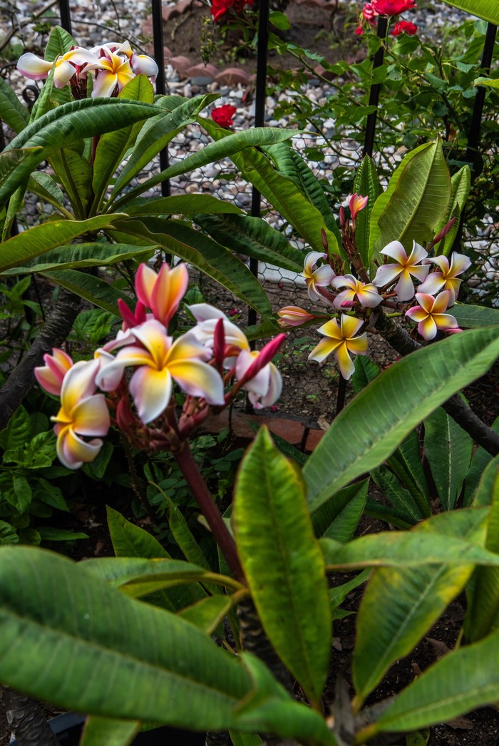 Plumeria flowers with green leaves and a fence