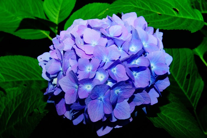 Closeup of a blue hydrangea flower