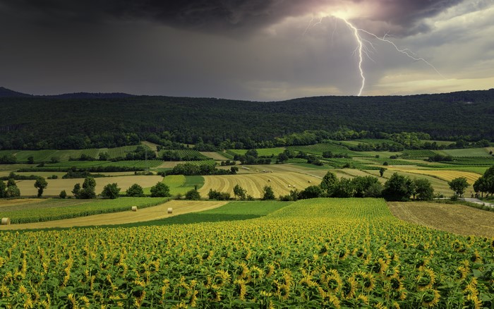 4K Scenery of Fields and Sunflowers with Lightning