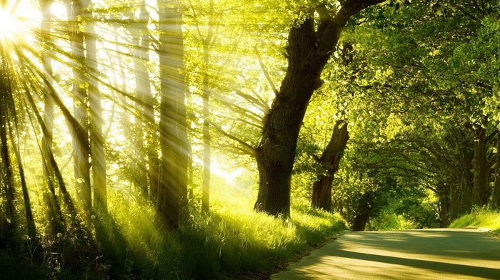 Sunlight streaming through trees onto a road
