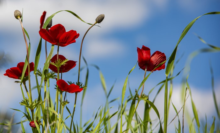 Red Poppies and Green Grass Against Blue Sky