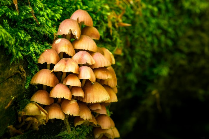 Cluster of Xeromphalina campanella mushrooms on moss