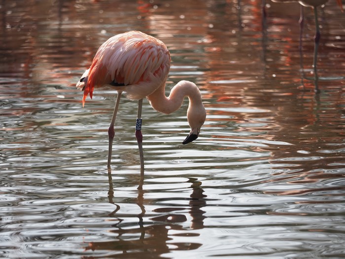 Flamingo in Water