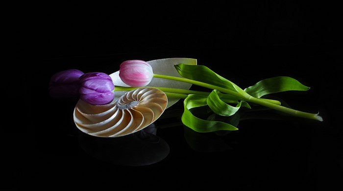 Tulips and Nautilus shell on black background