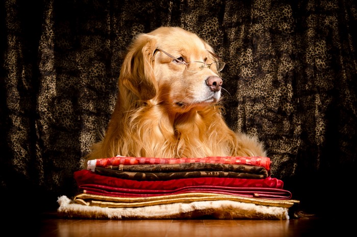 Golden Retriever dog wearing glasses