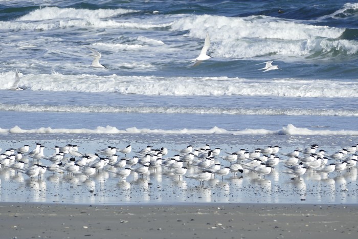 Many Terns on a Beach with Waves